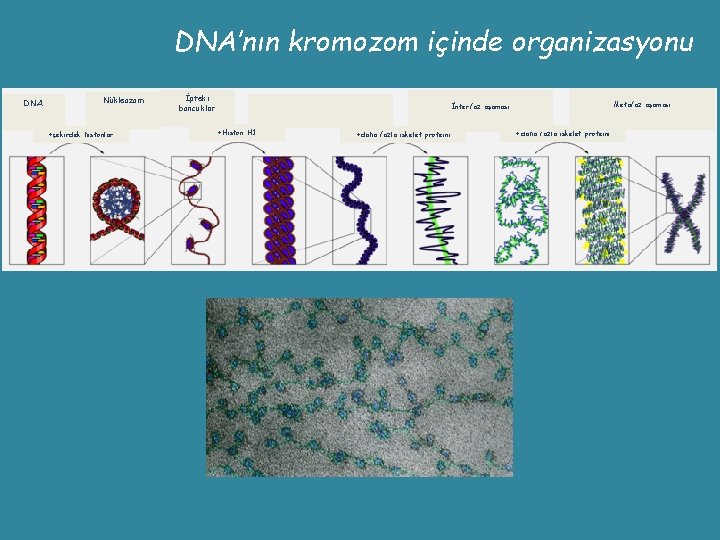 DNA’nın kromozom içinde organizasyonu DNA Nükleozom +çekirdek histonlar İpteki boncuklar Metafaz aşaması İnterfaz aşaması