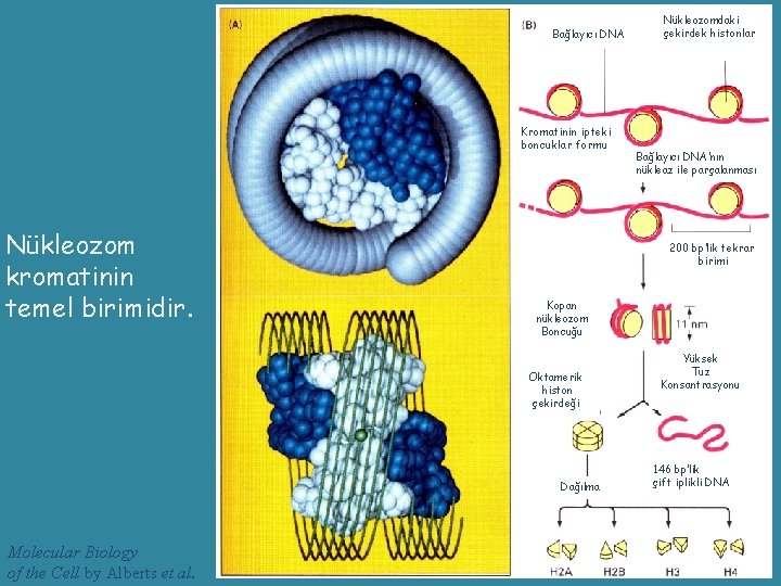 Bağlayıcı DNA Kromatinin ipteki boncuklar formu Nükleozom kromatinin temel birimidir. Bağlayıcı DNA’nın nükleaz ile
