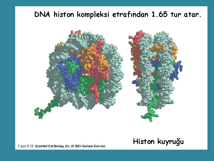 DNA histon kompleksi etrafından 1. 65 tur atar. 05_23_histone core. jpg **Histon kuyruğu 