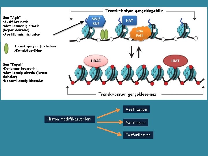 Transkripsiyon gerçekleşebilir Gen ‘’Açık‘’ • Aktif kromatin • Metillenmemiş sitozin (beyaz daireler) • Asetillenmiş