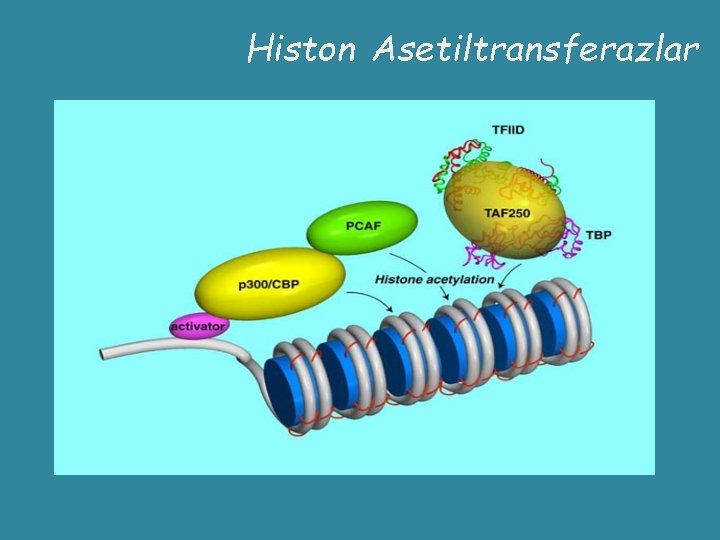 Histon Asetiltransferazlar 