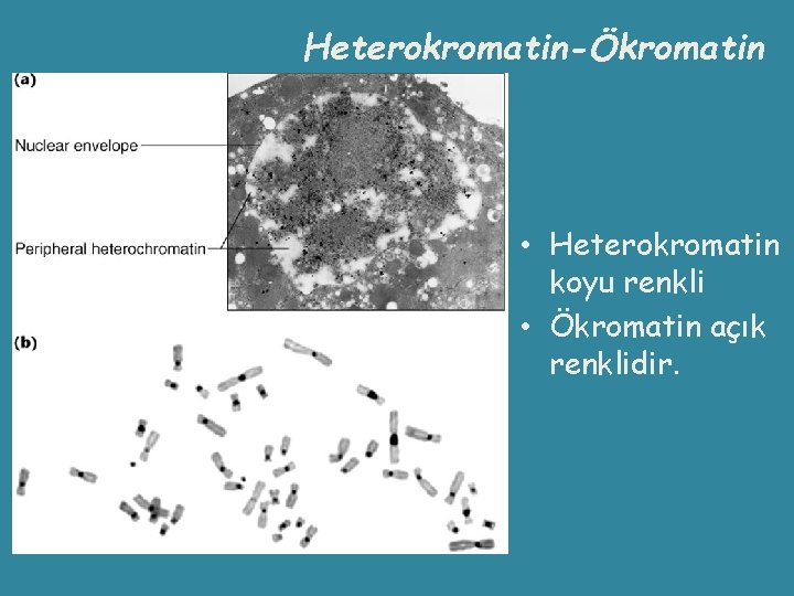 Heterokromatin-Ökromatin • Heterokromatin koyu renkli • Ökromatin açık renklidir. 