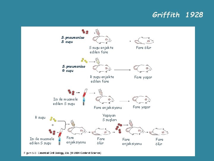 Griffith 1928 S. pneumoniae S suşu enjekte edilen fare Fare ölür R suşu enjekte