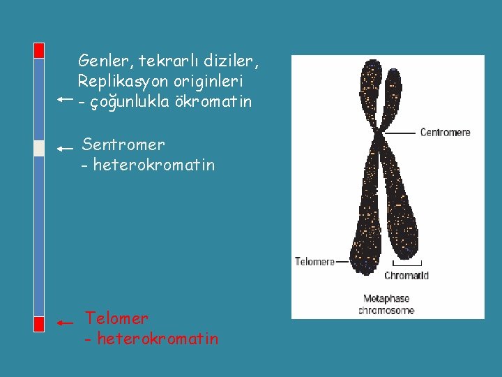 Genler, tekrarlı diziler, Replikasyon originleri - çoğunlukla ökromatin Sentromer - heterokromatin Telomer - heterokromatin