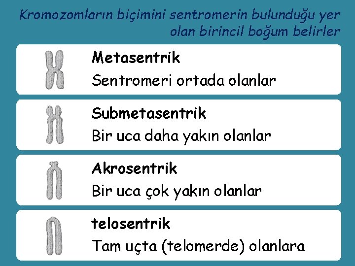 Kromozomların biçimini sentromerin bulunduğu yer olan birincil boğum belirler Metasentrik Sentromeri ortada olanlar Submetasentrik