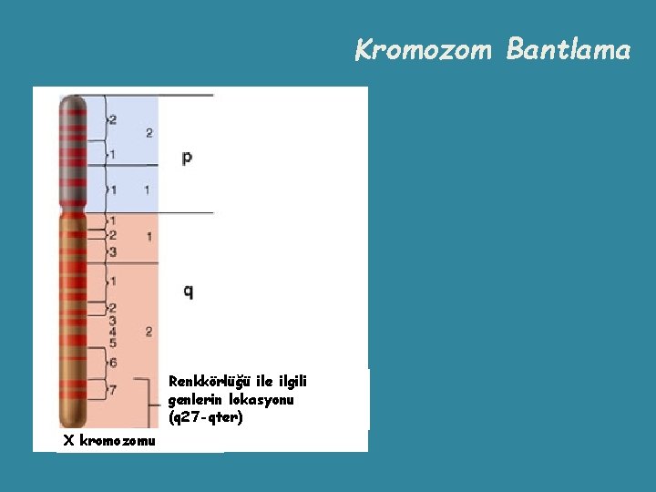 Kromozom Bantlama Renkkörlüğü ile ilgili genlerin lokasyonu (q 27 -qter) X kromozomu 