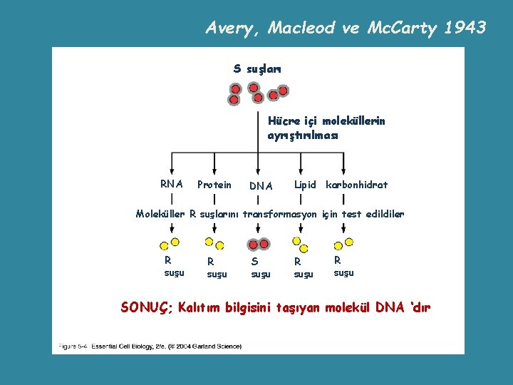 Avery, Macleod ve Mc. Carty 1943 S suşları Hücre içi moleküllerin ayrıştırılması RNA Protein