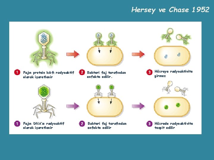 Hersey ve Chase 1952 Fajın protein kılıfı radyoaktif olarak işaretlenir Bakteri faj tarafından enfekte