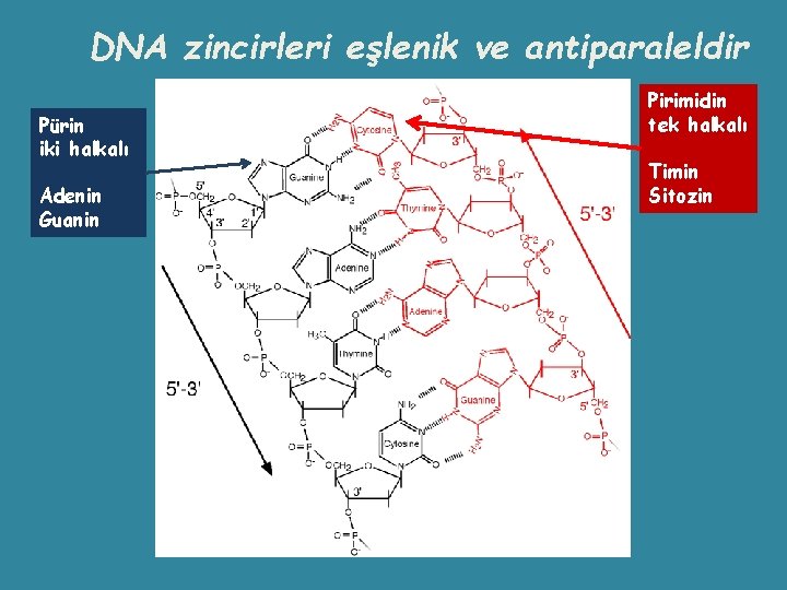DNA zincirleri eşlenik ve antiparaleldir Pürin iki halkalı Adenin Guanin Pirimidin tek halkalı Timin