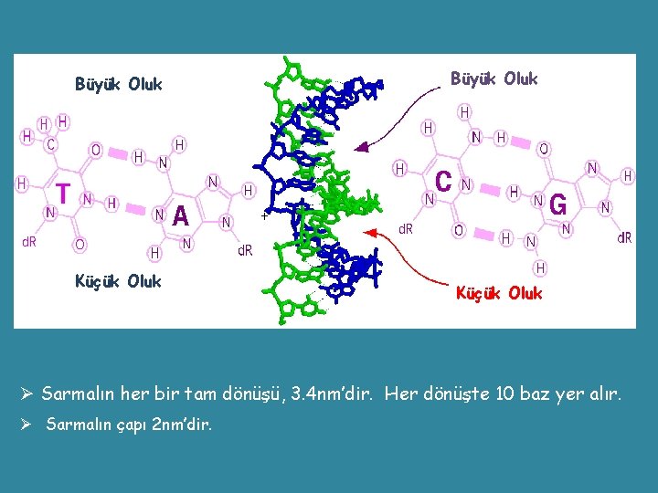 Büyük Oluk Küçük Oluk Ø Sarmalın her bir tam dönüşü, 3. 4 nm’dir. Her