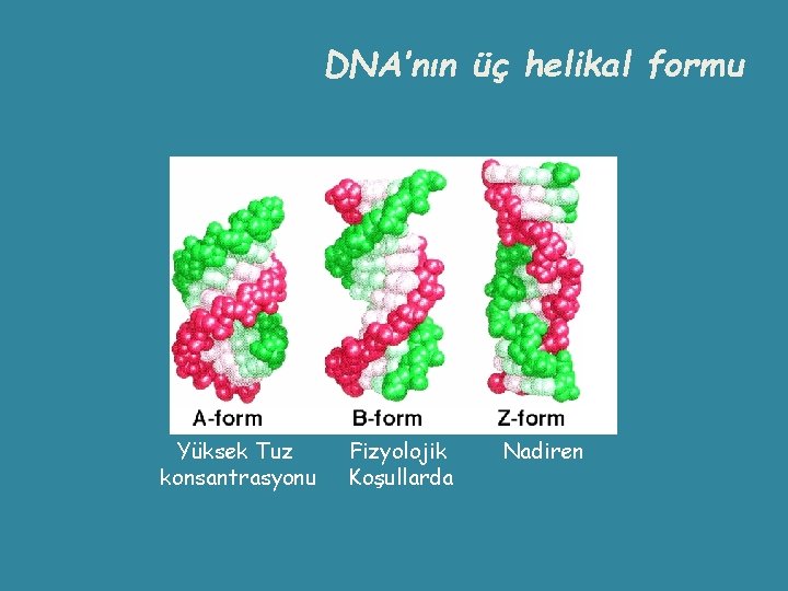 DNA’nın üç helikal formu Yüksek Tuz konsantrasyonu Fizyolojik Koşullarda Nadiren 