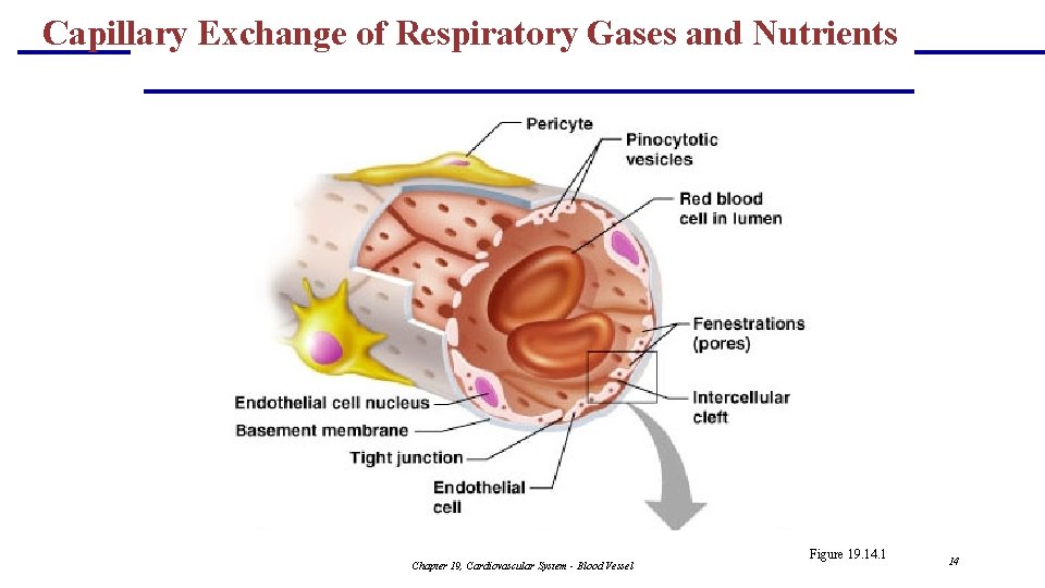 Capillary Exchange of Respiratory Gases and Nutrients Chapter 19, Cardiovascular System - Blood Vessel