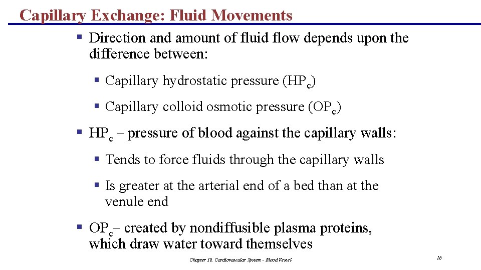 Capillary Exchange: Fluid Movements § Direction and amount of fluid flow depends upon the
