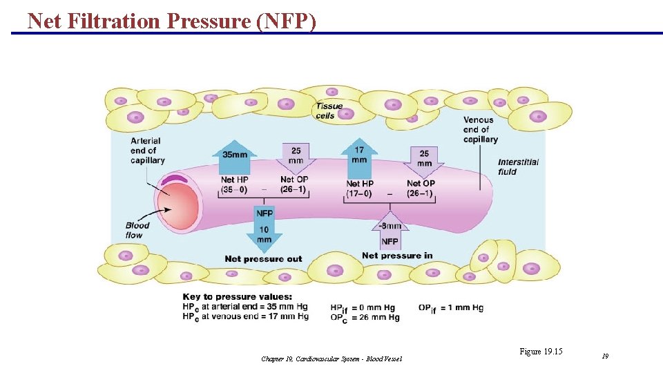 Net Filtration Pressure (NFP) Chapter 19, Cardiovascular System - Blood Vessel Figure 19. 15