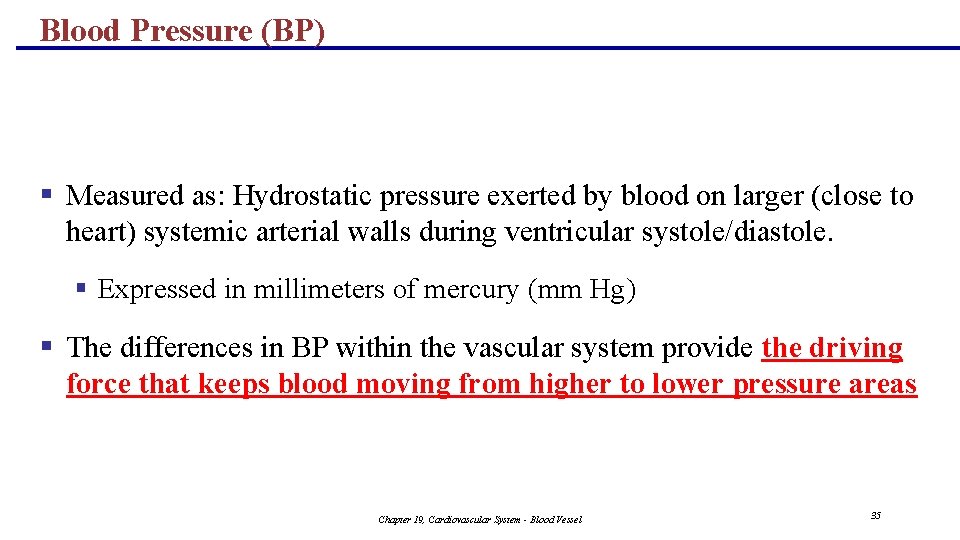 Blood Pressure (BP) § Measured as: Hydrostatic pressure exerted by blood on larger (close