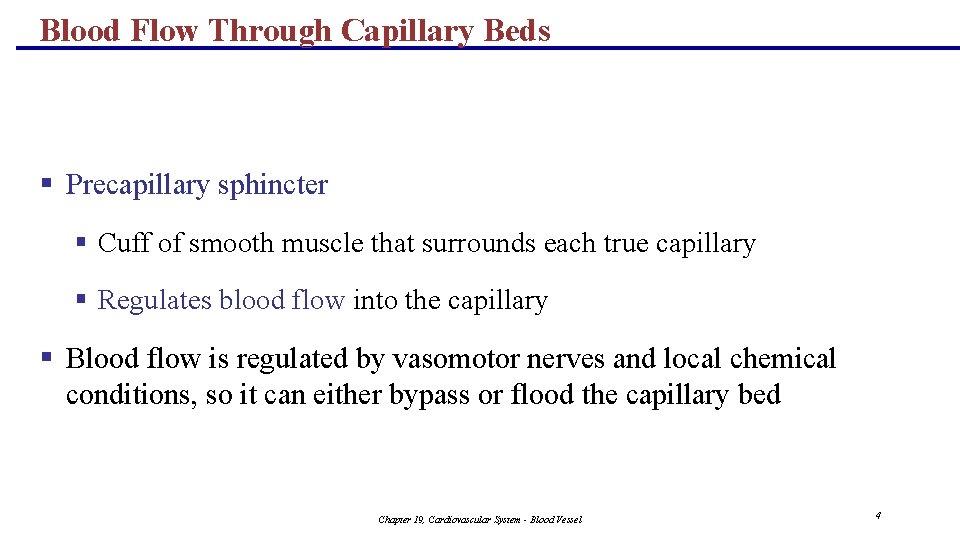 Blood Flow Through Capillary Beds § Precapillary sphincter § Cuff of smooth muscle that
