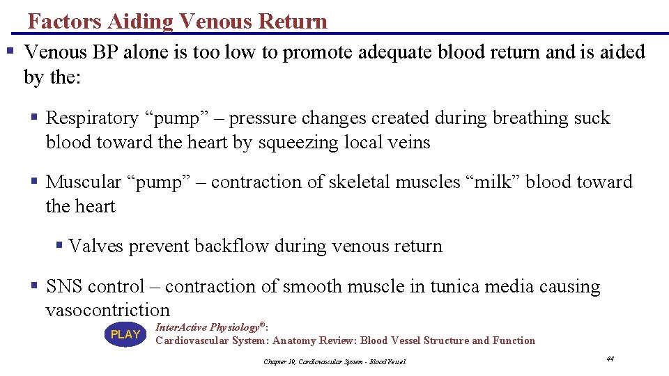 Factors Aiding Venous Return § Venous BP alone is too low to promote adequate