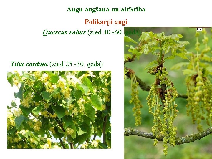 Augu augšana un attīstība Polikarpi augi Quercus robur (zied 40. -60. gadā) Tilia cordata