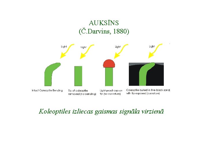 AUKSĪNS (Č. Darvins, 1880) Koleoptiles izliecas gaismas signāla virzienā 