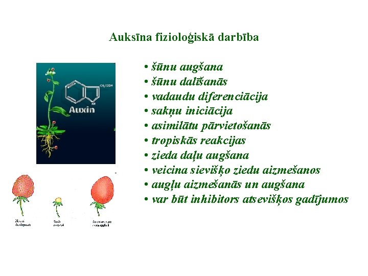 Auksīna fizioloģiskā darbība • šūnu augšana • šūnu dalīšanās • vadaudu diferenciācija • sakņu