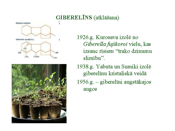 GIBERELĪNS (atklāšana) 1926. g. Kurosava izolē no Giberella fujikoroi vielu, kas izsauc rīsiem “trako