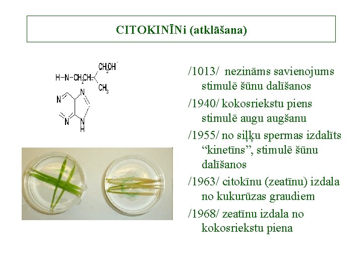 CITOKINĪNi (atklāšana) /1013/ nezināms savienojums stimulē šūnu dalīšanos /1940/ kokosriekstu piens stimulē augu augšanu