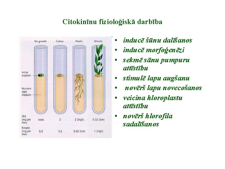 Citokinīnu fizioloģiskā darbība • inducē šūnu dalīšanos • inducē morfoģenēzi • sekmē sānu pumpuru