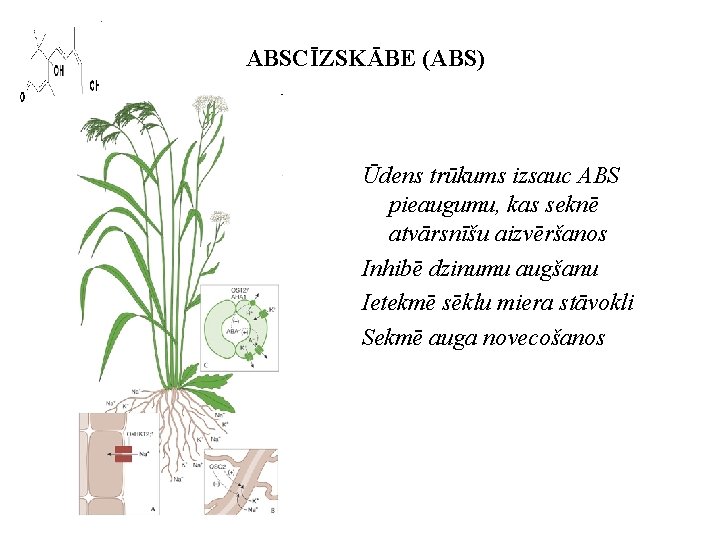 ABSCĪZSKĀBE (ABS) Ūdens trūkums izsauc ABS pieaugumu, kas seknē atvārsnīšu aizvēršanos Inhibē dzinumu augšanu