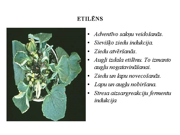 ETILĒNS • • Adventīvo sakņu veidošanās. Sievišķo ziedu indukcija. Ziedu atvēršanās. Augļi izdala etilēnu.