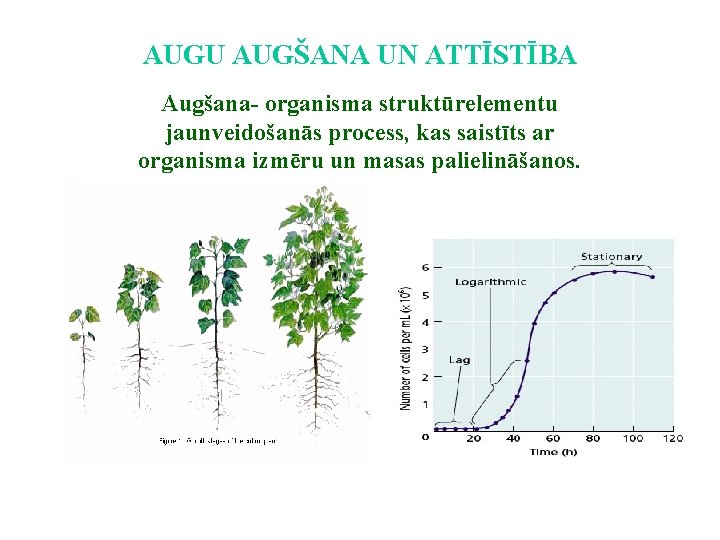 AUGU AUGŠANA UN ATTĪSTĪBA Augšana- organisma struktūrelementu jaunveidošanās process, kas saistīts ar organisma izmēru