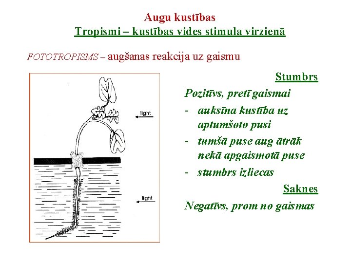 Augu kustības Tropismi – kustības vides stimula virzienā FOTOTROPISMS – augšanas reakcija uz gaismu