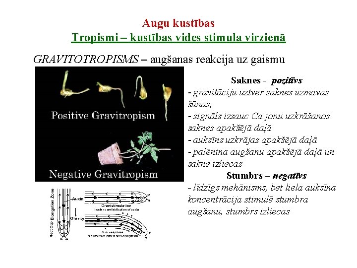 Augu kustības Tropismi – kustības vides stimula virzienā GRAVITOTROPISMS – augšanas reakcija uz gaismu