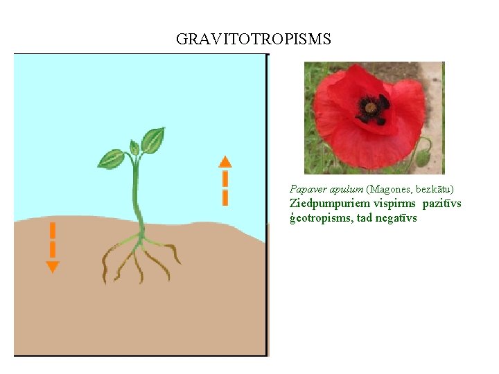 GRAVITOTROPISMS Papaver apulum (Magones, bezkātu) Ziedpumpuriem vispirms pazitīvs ģeotropisms, tad negatīvs 
