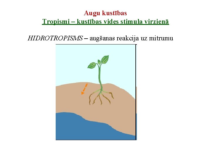 Augu kustības Tropismi – kustības vides stimula virzienā HIDROTROPISMS – augšanas reakcija uz mitrumu