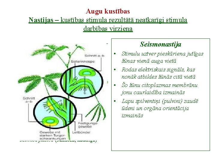 Augu kustības Nastijas – kustības stimula rezultātā neatkarīgi stimula darbības virziena Seismonastija • Stimulu