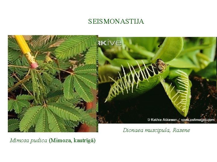 SEISMONASTIJA Dionaea muscipula, Rasene Mimosa pudica (Mimoza, kautrīgā) 