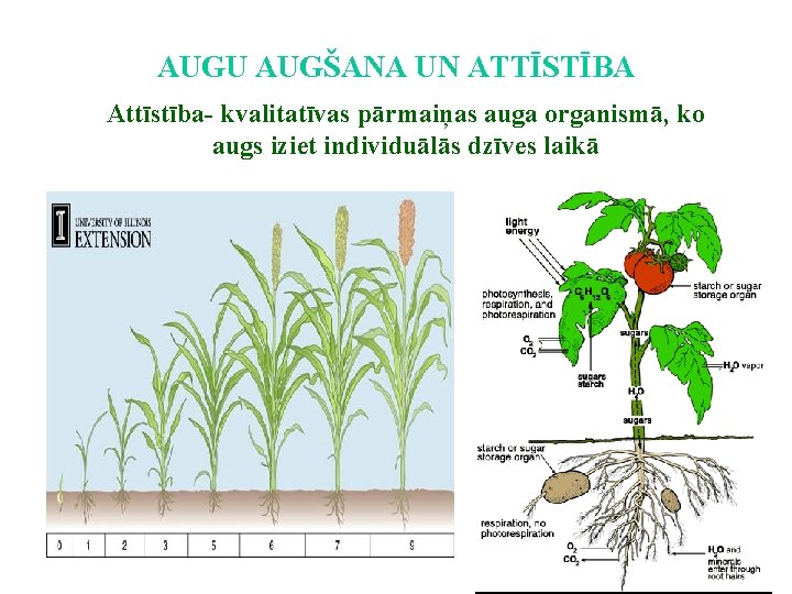 AUGU AUGŠANA UN ATTĪSTĪBA Attīstība- kvalitatīvas pārmaiņas auga organismā, ko augs iziet individuālās dzīves