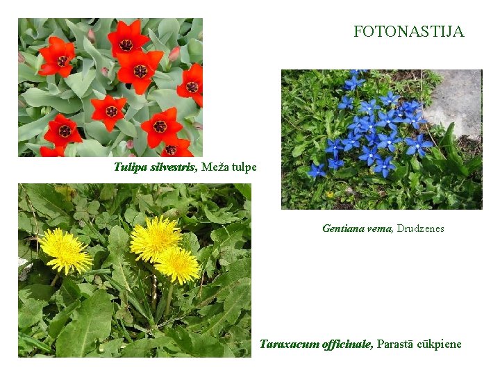 FOTONASTIJA Tulipa silvestris, Meža tulpe Gentiana vema, Drudzenes Taraxacum officinale, Parastā cūkpiene 