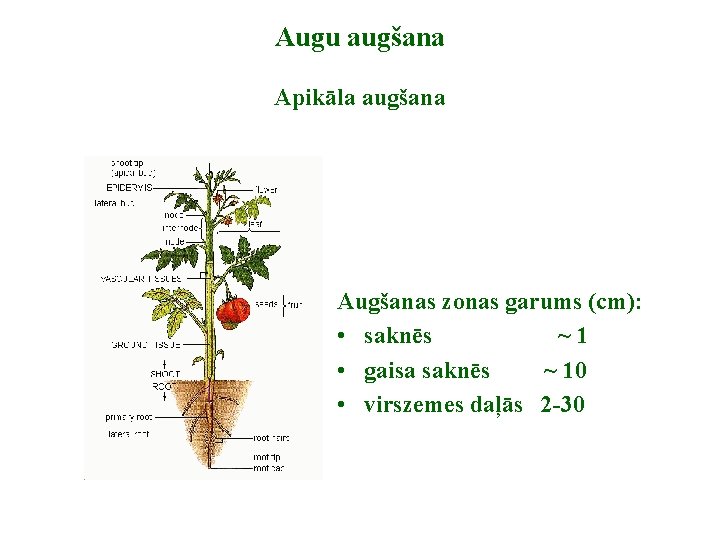 Augu augšana Apikāla augšana Augšanas zonas garums (cm): • saknēs ~1 • gaisa saknēs