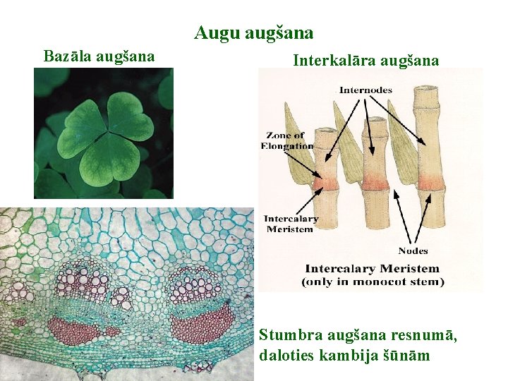 Augu augšana Bazāla augšana Interkalāra augšana Stumbra augšana resnumā, daloties kambija šūnām 