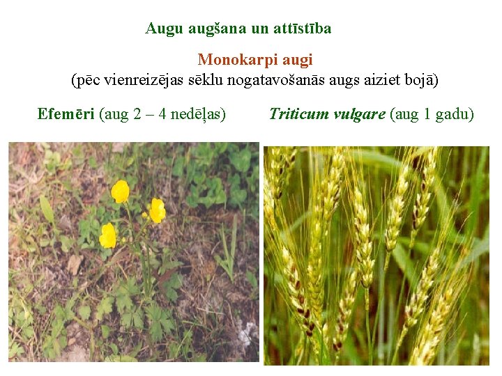 Augu augšana un attīstība Monokarpi augi (pēc vienreizējas sēklu nogatavošanās augs aiziet bojā) Efemēri