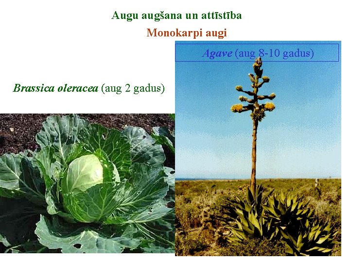 Augu augšana un attīstība Monokarpi augi Agave (aug 8 -10 gadus) Brassica oleracea (aug