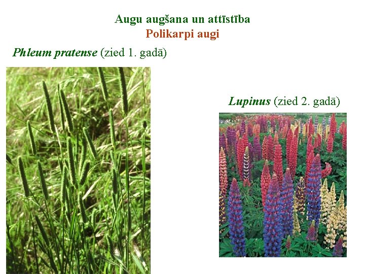 Augu augšana un attīstība Polikarpi augi Phleum pratense (zied 1. gadā) Lupinus (zied 2.