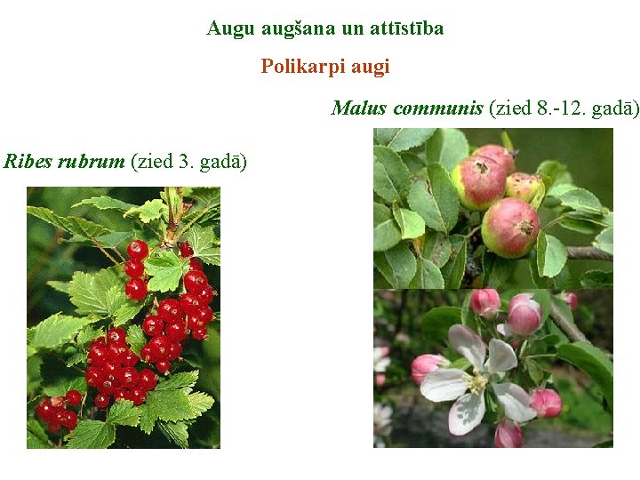 Augu augšana un attīstība Polikarpi augi Malus communis (zied 8. -12. gadā) Ribes rubrum