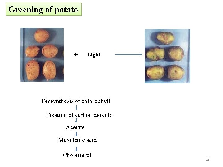 Greening of potato Light Biosynthesis of chlorophyll Fixation of carbon dioxide Acetate Mevolenic acid