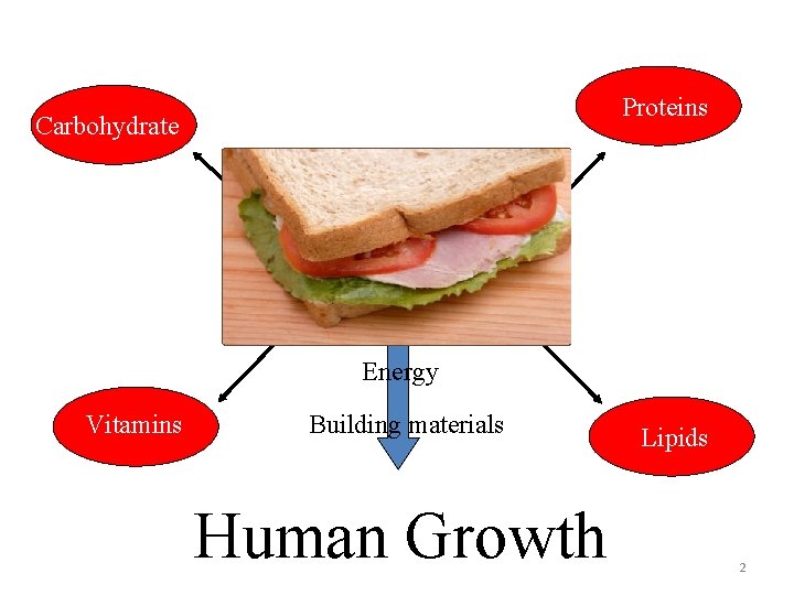 Proteins Carbohydrate Food Energy Vitamins Building materials Human Growth Lipids 2 