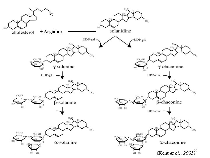 + Arginine 20 (Kent et al. , 2005) 