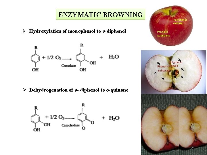 ENZYMATIC BROWNING Ø Hydroxylation of monophenol to o-diphenol Polyphenol oxidase Phenolic substrate O 2