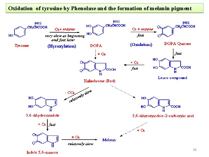 Oxidation of tyrosine by Phenolase and the formation of melanin pigment 24 