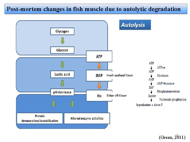 Post-mortem changes in fish muscle due to autolytic degradation Autolysis 25 (Green, 2011) 
